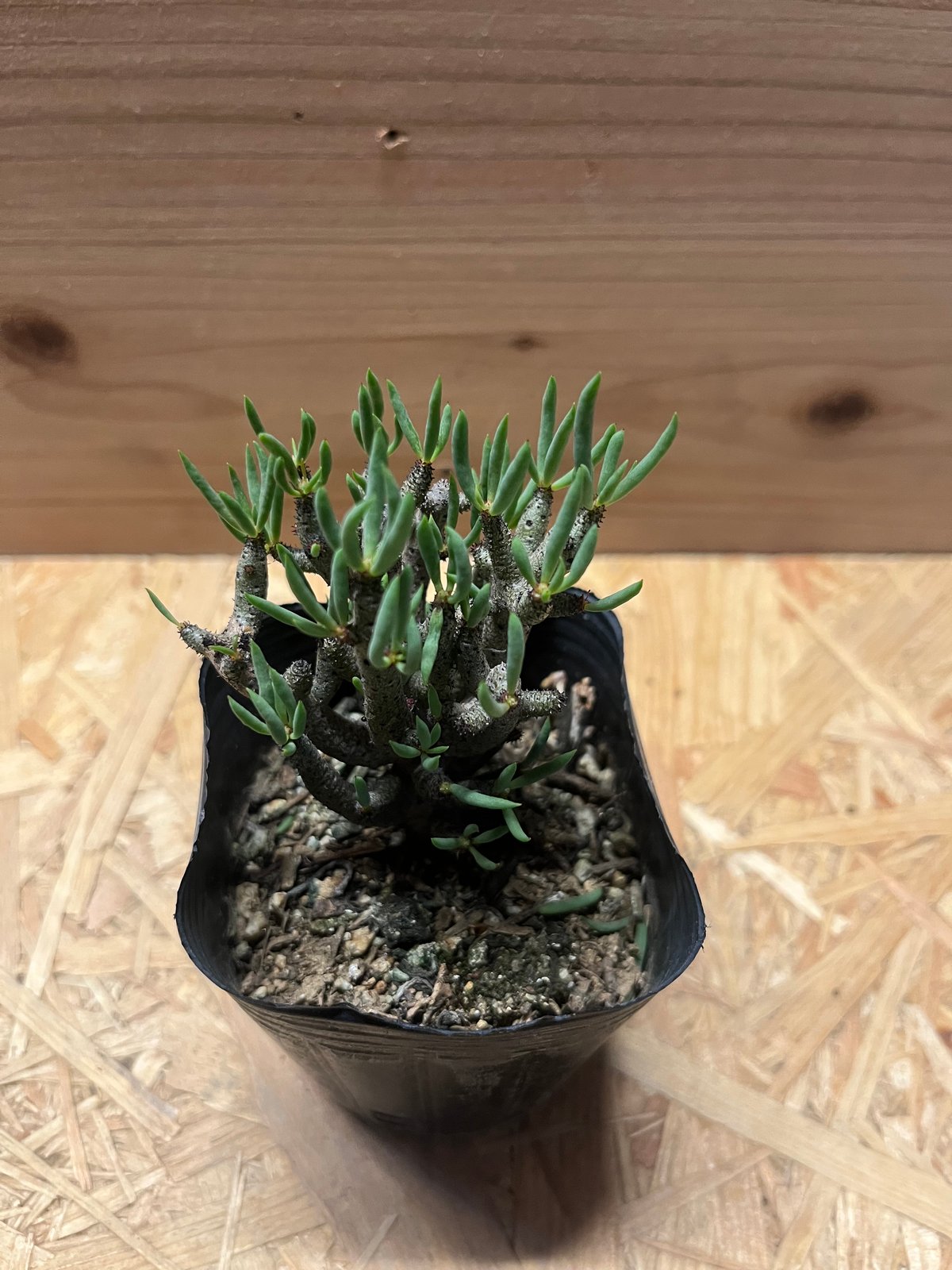 チレコドン ブッコルジアヌス | GREEN LUCK