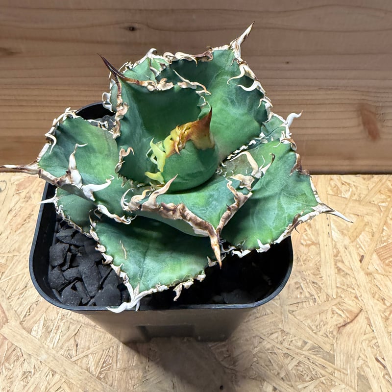 アガベ チタノタ '金剛 King Kong' | GREEN LUCK