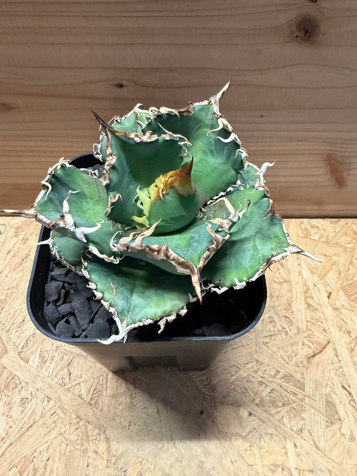 アガベ チタノタ '金剛 King Kong' | GREEN LUCK