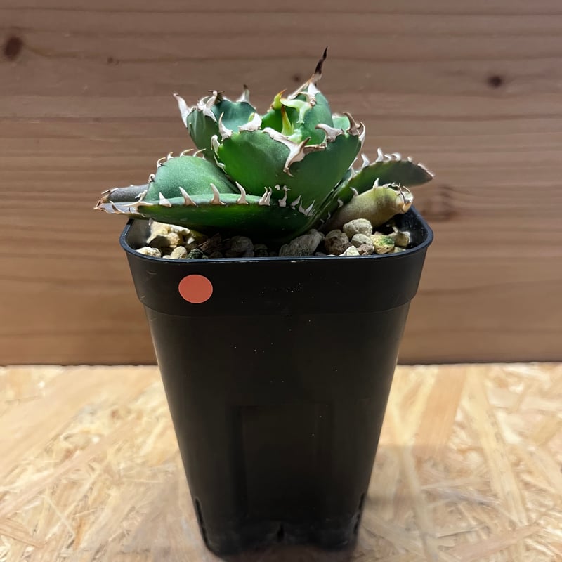 【極上品】 アガベ 金鯨 チタノタ　大株 極上品】 アガベ 金鯨 チタノタ 大株 アガベAgave 金鯨チタノタ