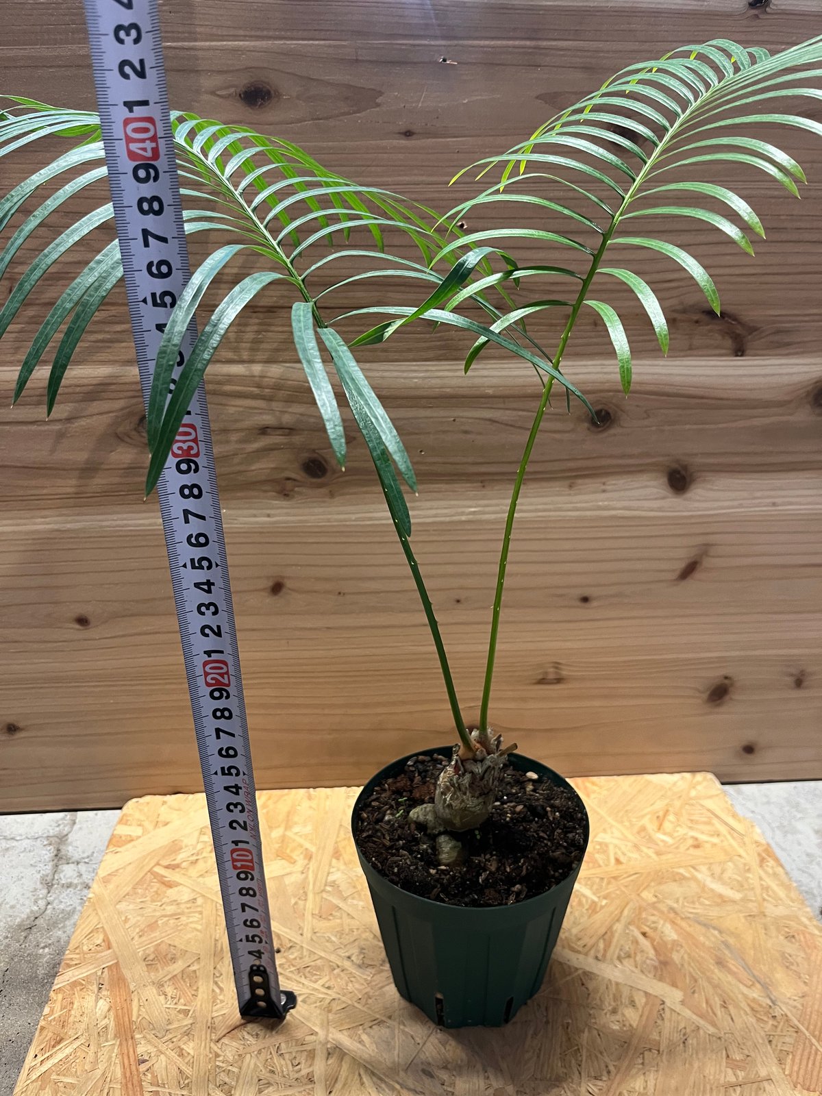 サイカスsp. タイシルバー サイカス・タイシルバー（Cycas sp. 'Thai Silver'）│メイツリー