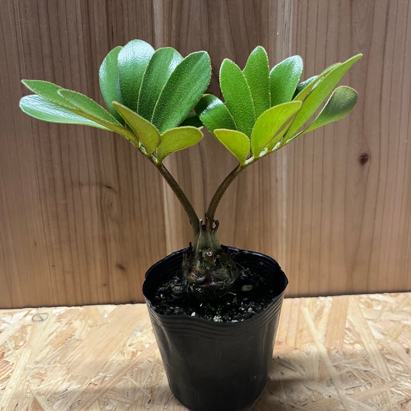 斑入り　群生 ザミア フルフラセア fit=scale-down,w=1200