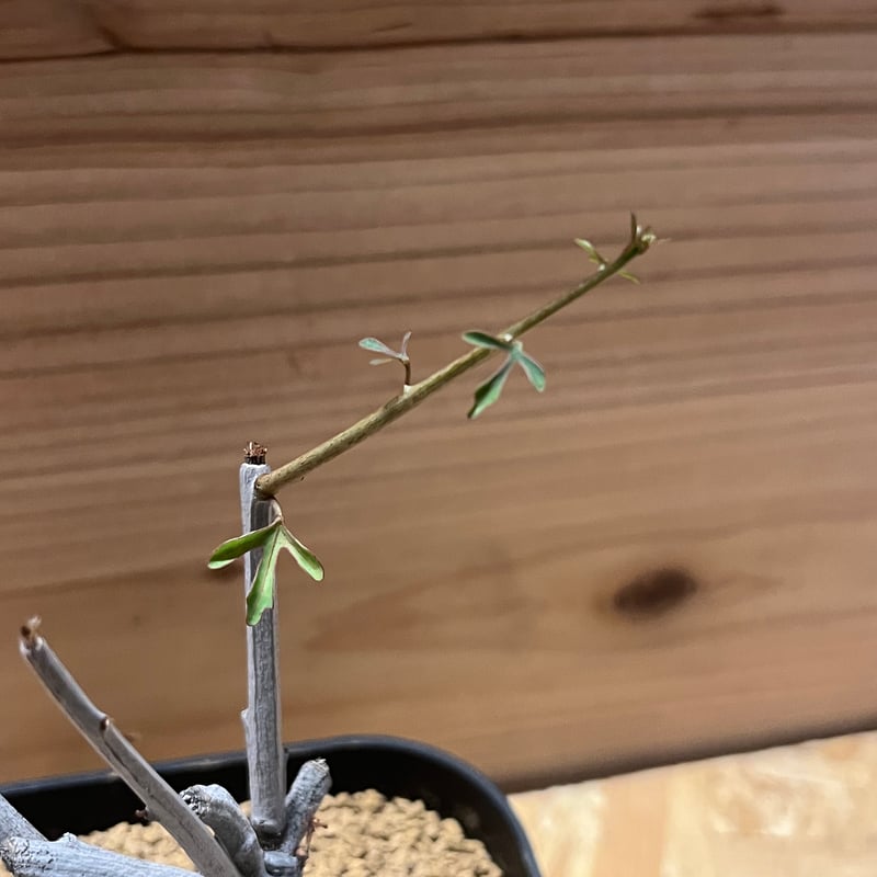 アデニア サブセシリフォリア アデニア サブセシリフォリア Adenia subsessilifolia no.9