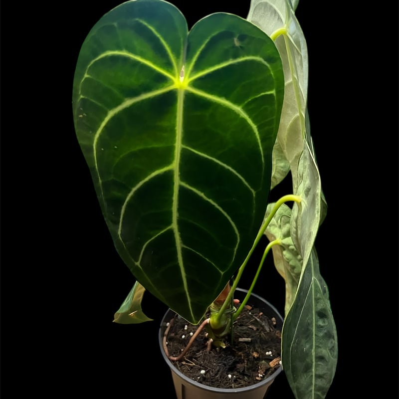 アンスリウム レガレ | GREEN LUCK