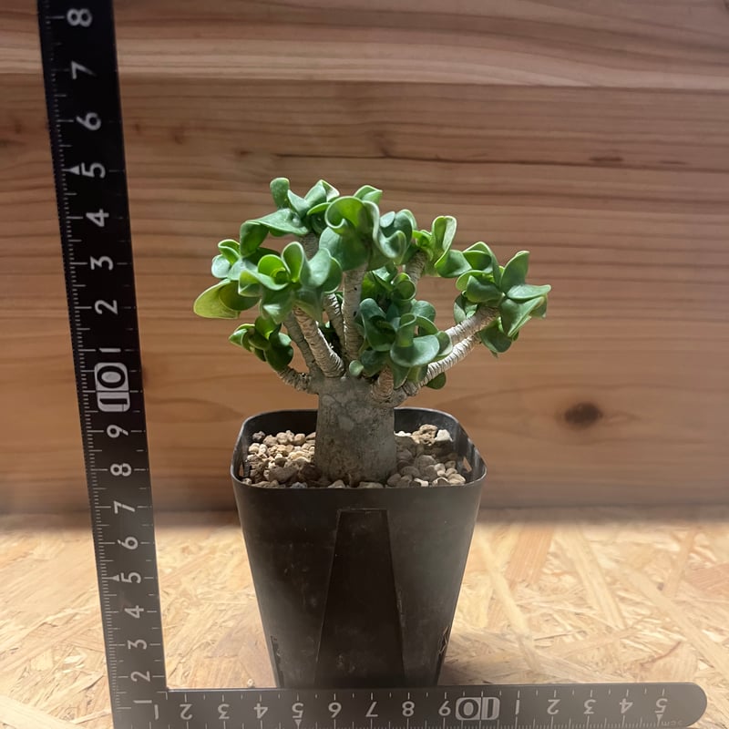 デビフ　ラムミンチ　71個　25年4月　ラム＆ポテト　9個　26年2月 デビフ ラムミンチ 71個 25年4月 ラム＆ポテト 9個 26年2月