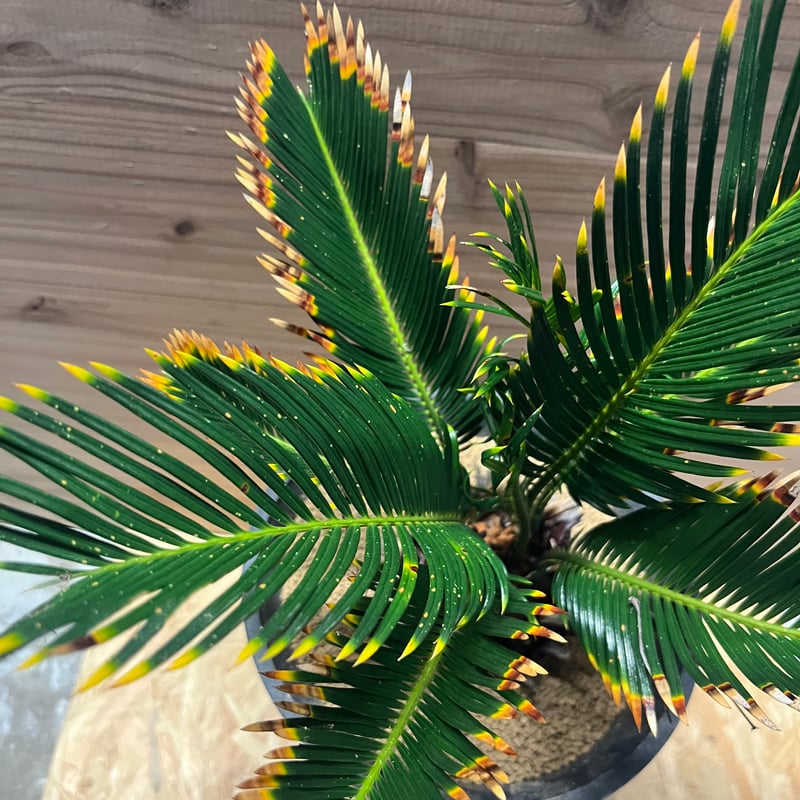 金環ソテツ | GREEN LUCK