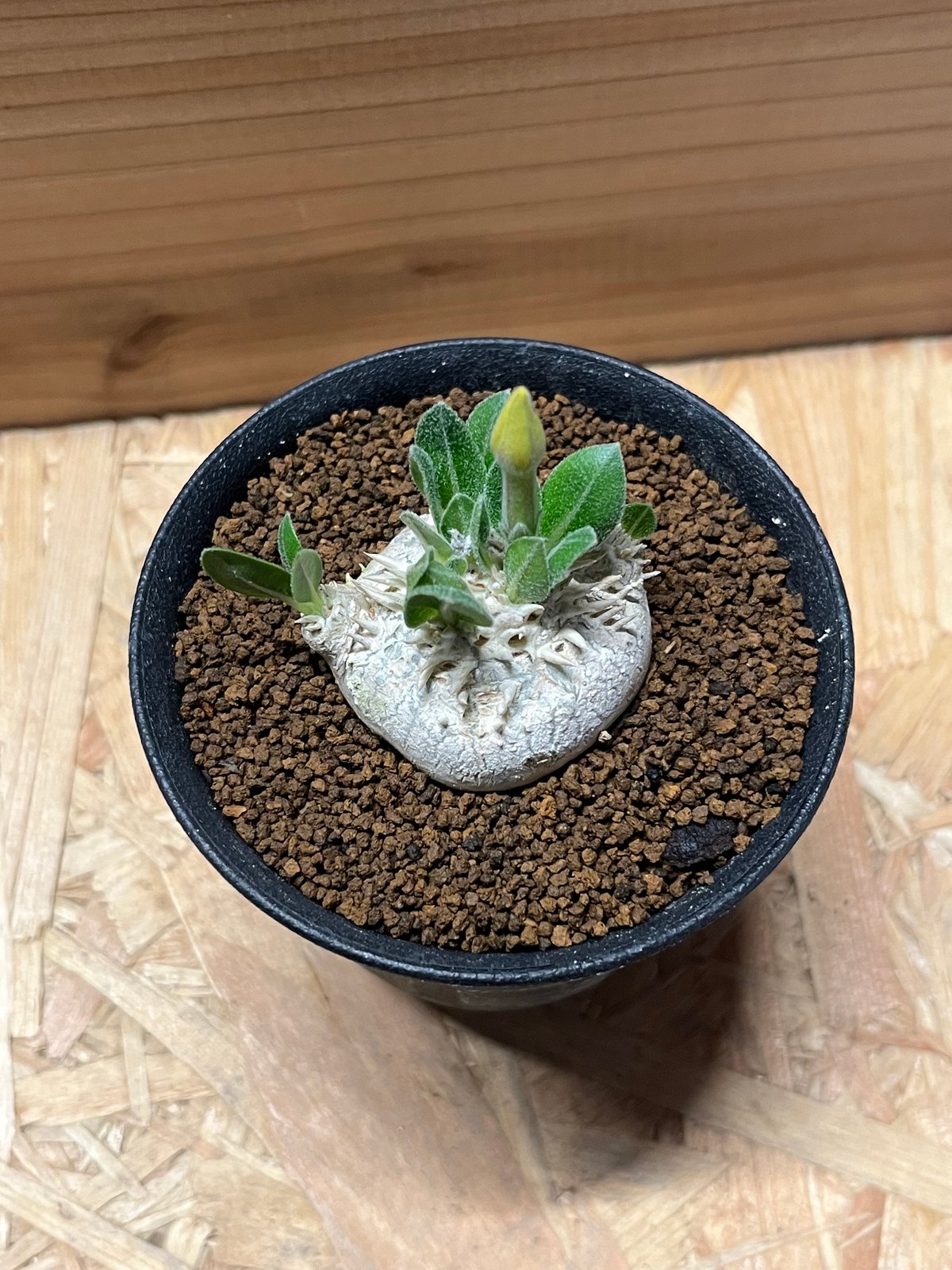 パキポディウム ブレビカウレ 恵比寿笑い | GREEN LUCK