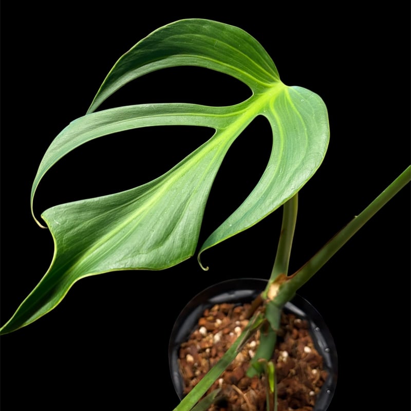 モンステラ 'バールマルクスフレーム' | GREEN LUCK