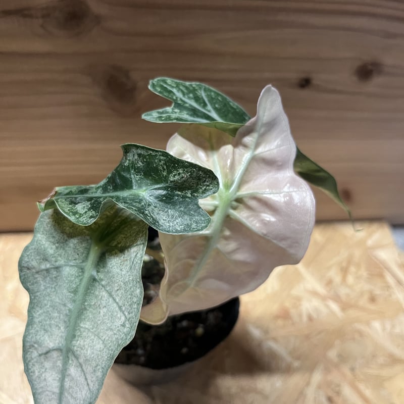 g*e様 アロカシア　アマゾニカ　ヴァリエガータ アロカシア アマゾニカ バリエガータ | GREEN LUCK