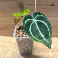 アンスリウム アントラキー （RA7×tezula） | GREEN LUCK