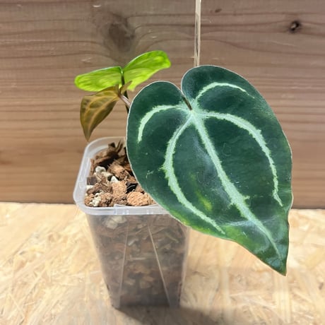 アンスリウムカーラブラッキー | STORES