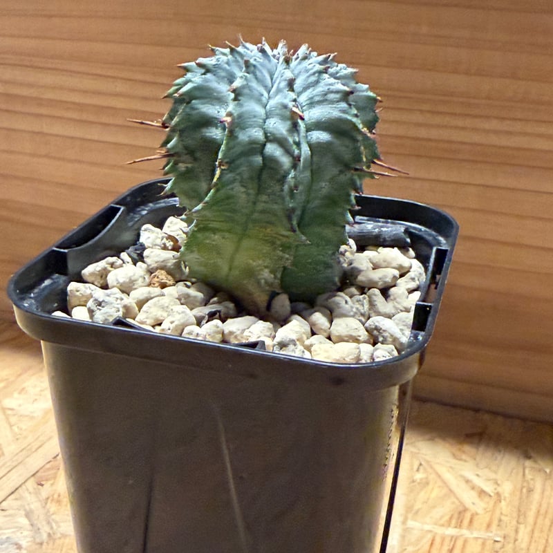 ユーフォルビア ホリダ ゼブラホリダ | GREEN LUCK