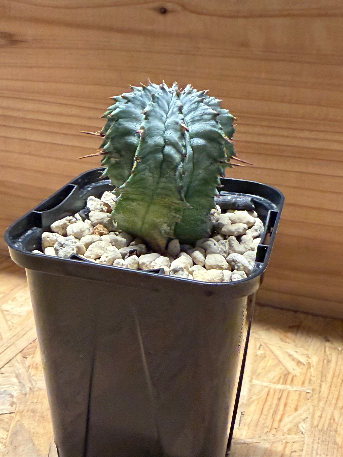 ユーフォルビア ホリダ ゼブラホリダ | GREEN LUCK