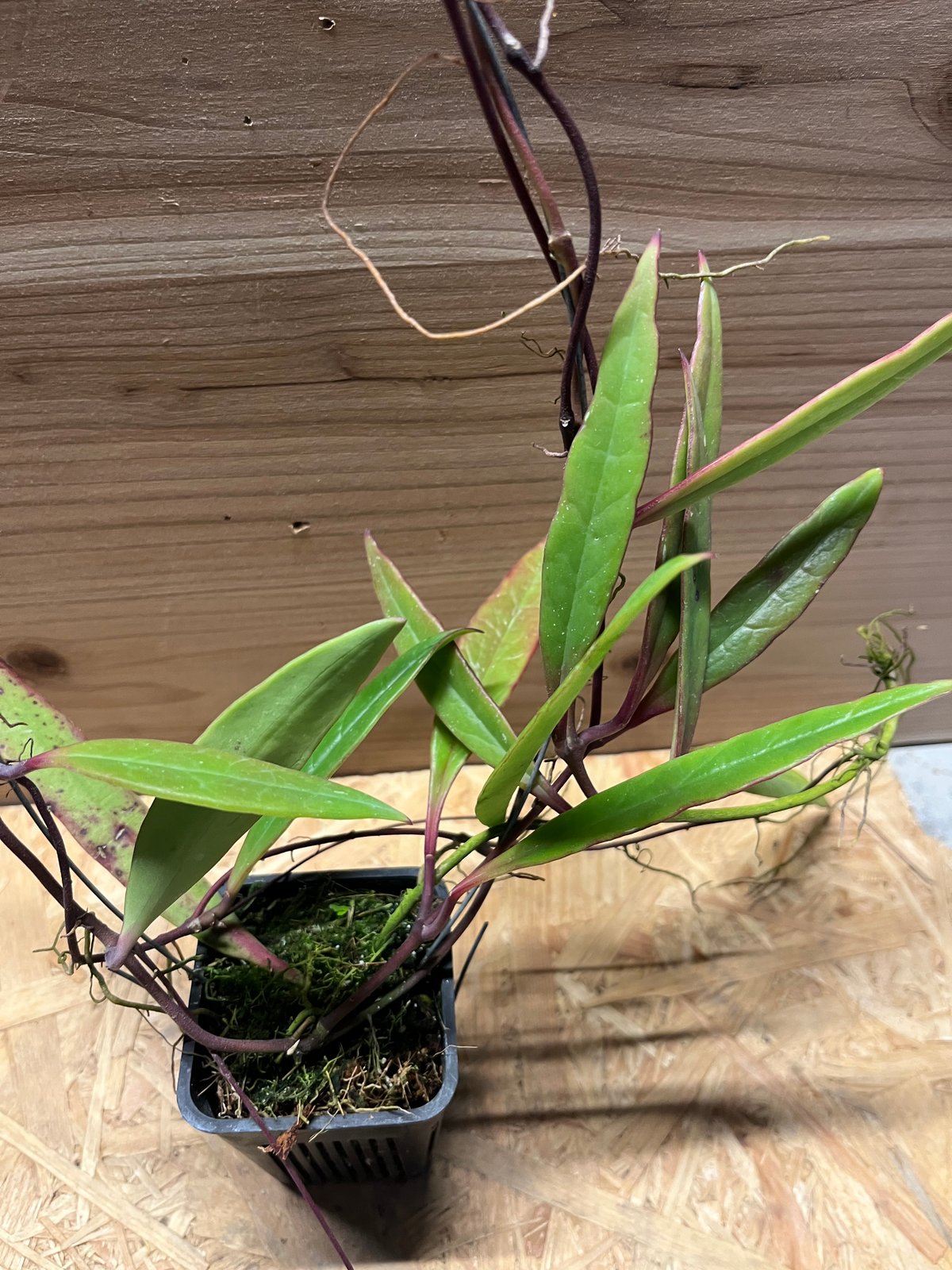 ホヤ スラウェシアナ | GREEN LUCK