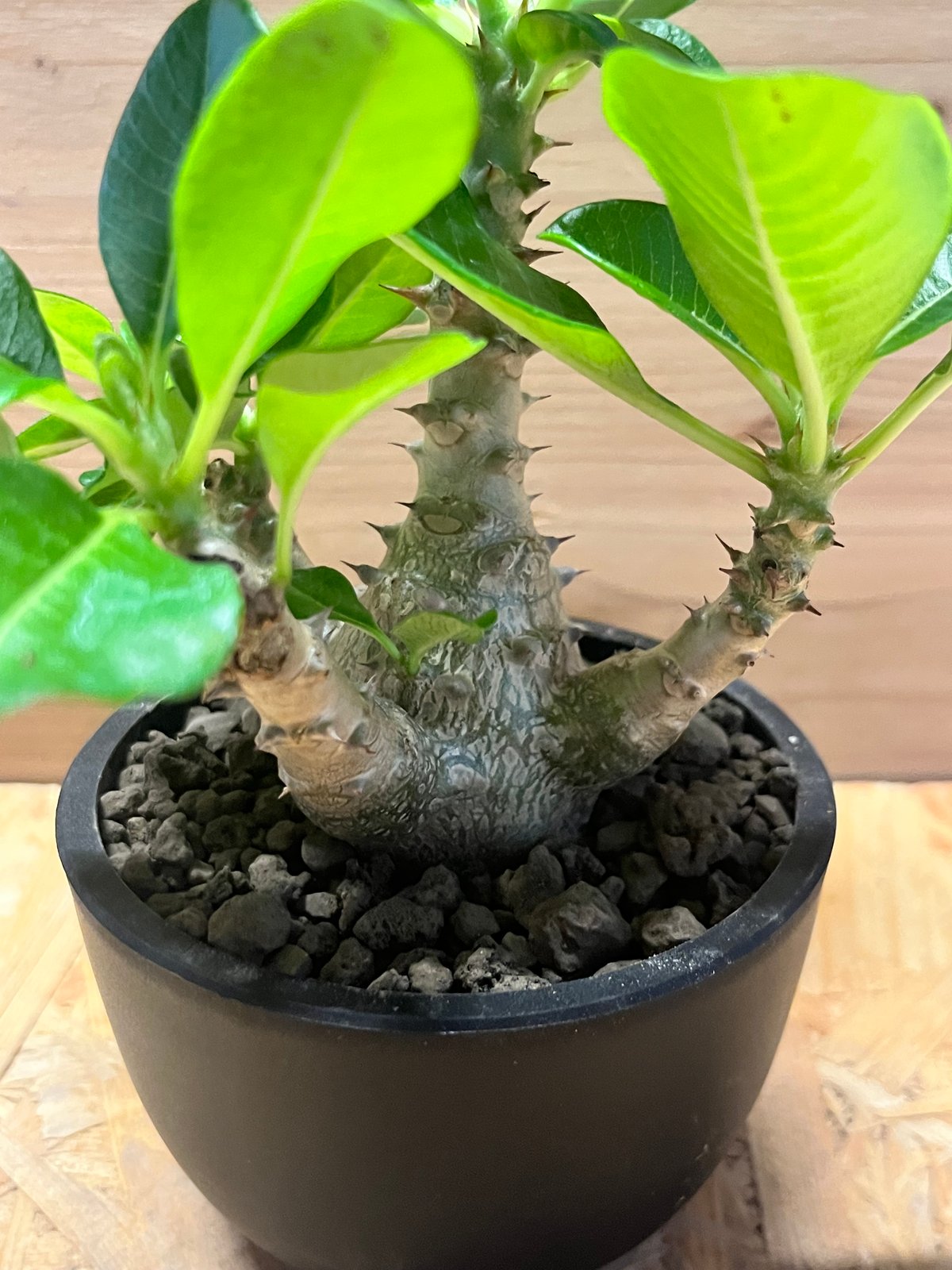 パキポディウム ウィンゾリー パキポディウム ウィンゾリー 【実生】GM2402214 | RAFLUM / ラフラム