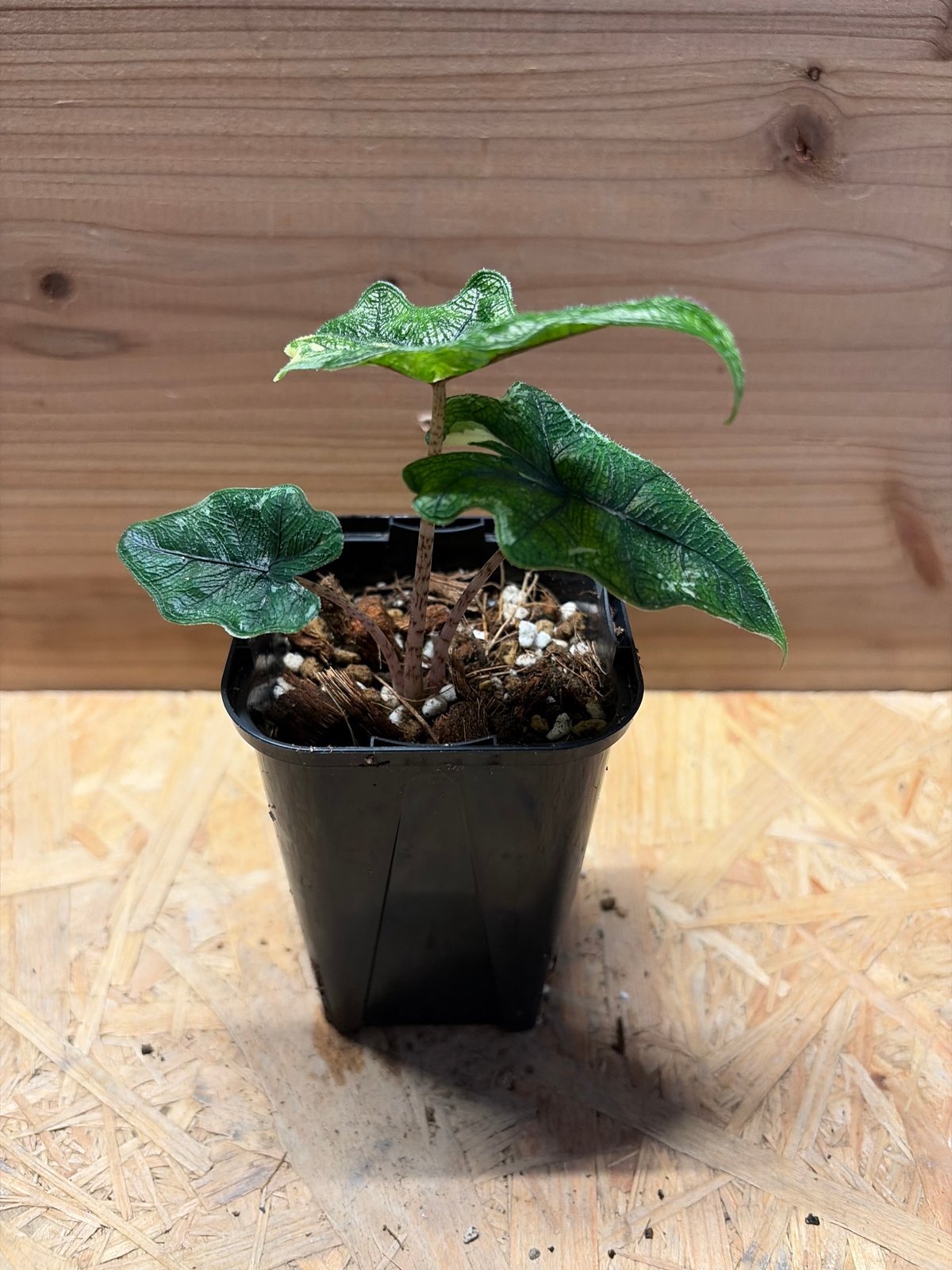 var. Jacklyn Alocasia アロカシア・ジャクリン斑入り アロカシア LUCK GREEN | 斑入り ジャクリン その他観葉植物