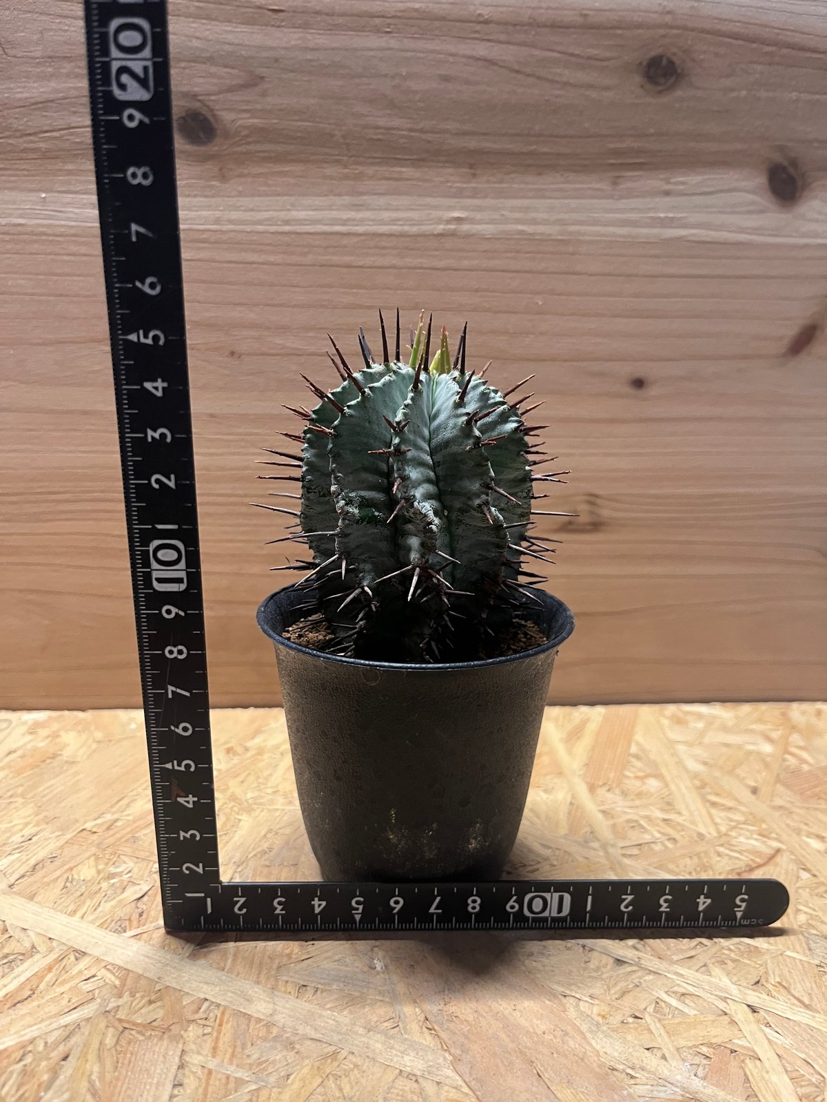 ユーフォルビア ホリダ | GREEN LUCK