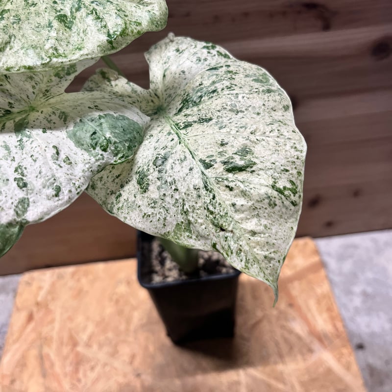 アロカシア マクロリザス カモフラージュ | GREEN LUCK