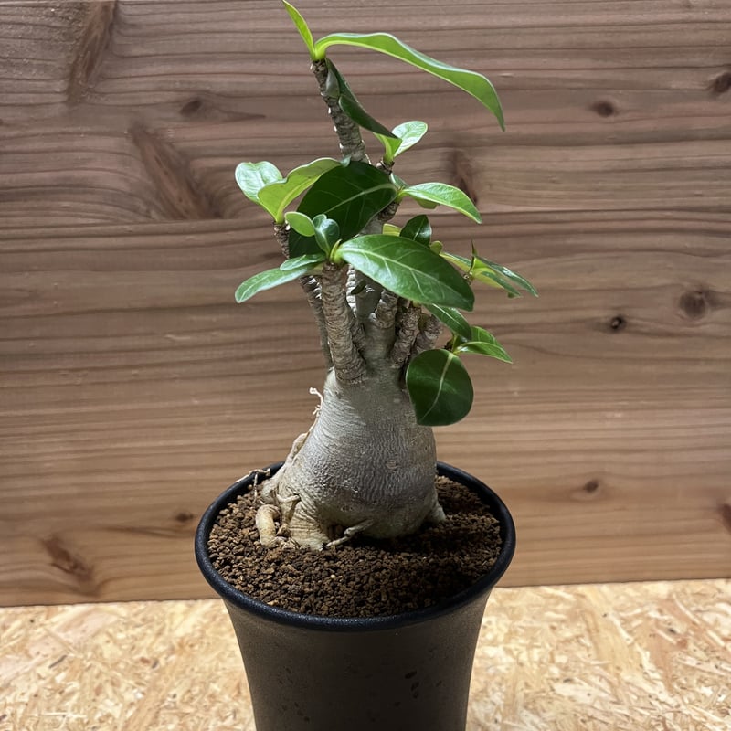 アデニウム アラビカム | GREEN LUCK