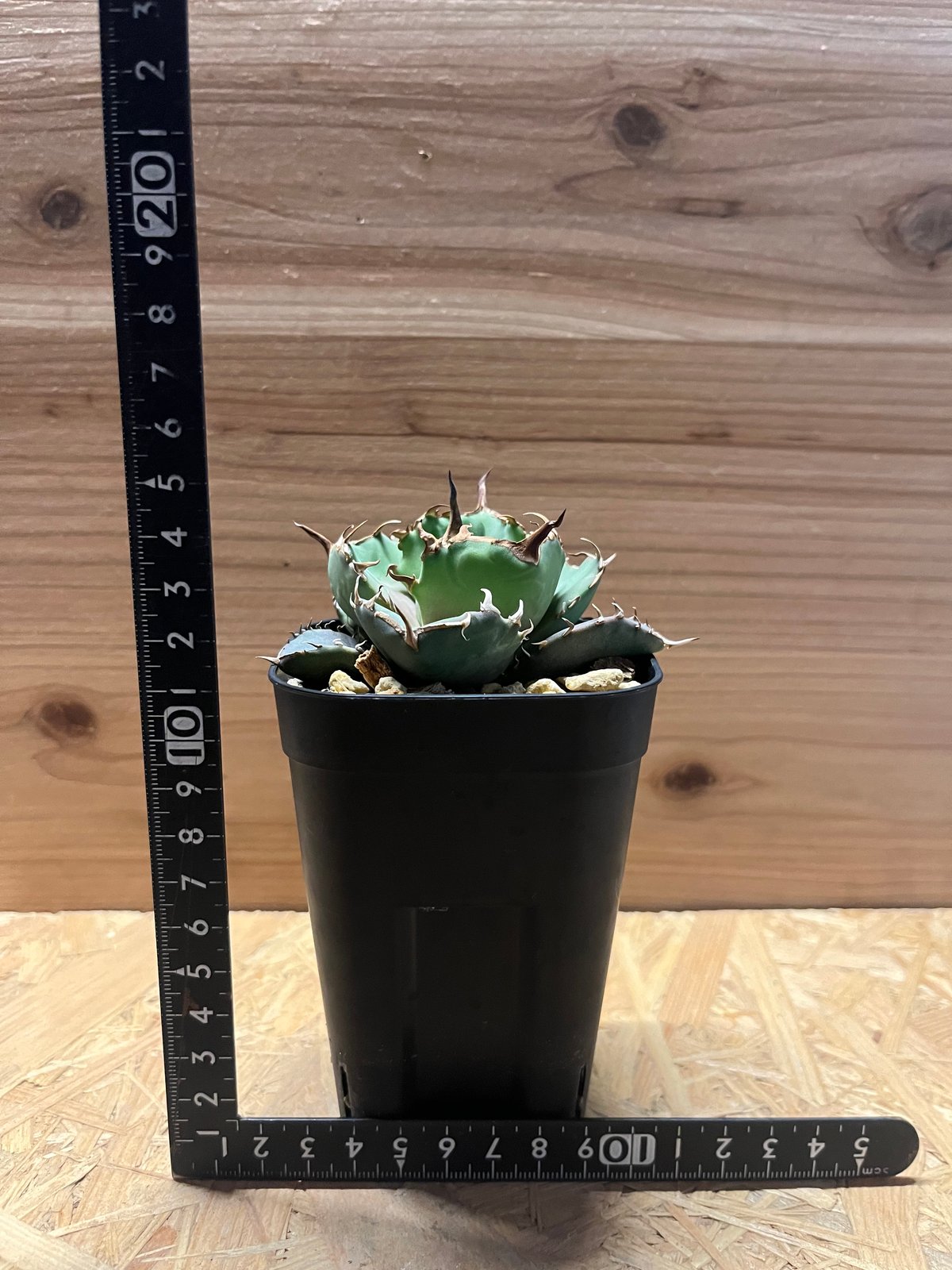 アガベ　チタノタ　ノーネーム Agave titanota アガベ チタノタ ノーネーム 多肉植物 | plants