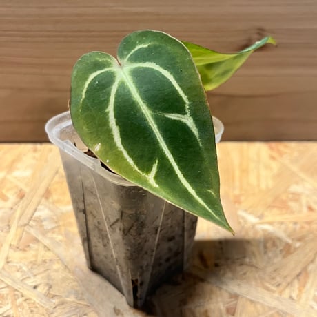アンスリウム カーラブラッキー × エース オブ スペード Anthurium Carlablackiae × A. Ace of Spade / アンスリウム