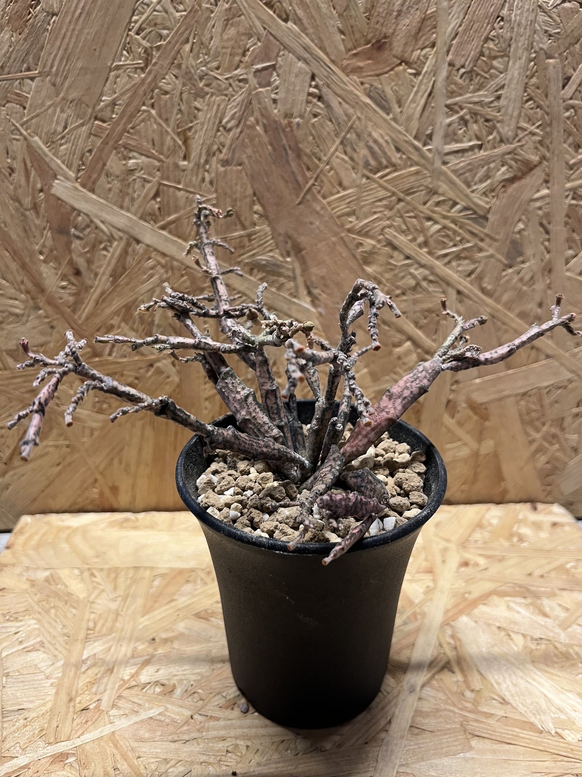 ユーフォルビア プラティクラダ | GREEN LUCK