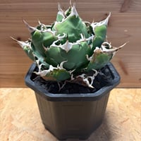 パキポディウム ナマクアナム 光堂 実生 | GREEN LUCK