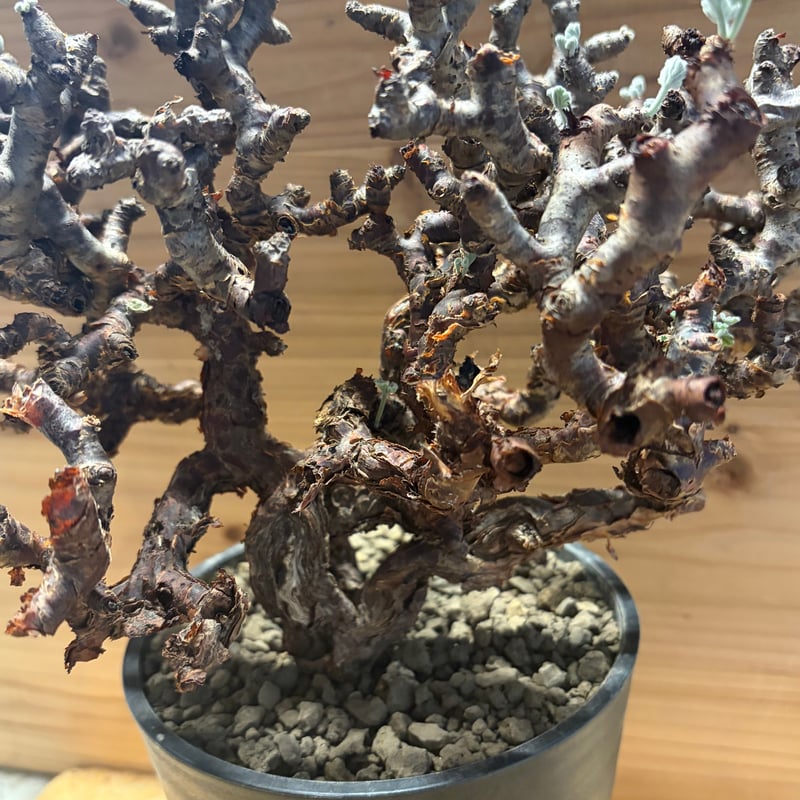 ペラルゴニウム ミラビレ | GREEN LUCK