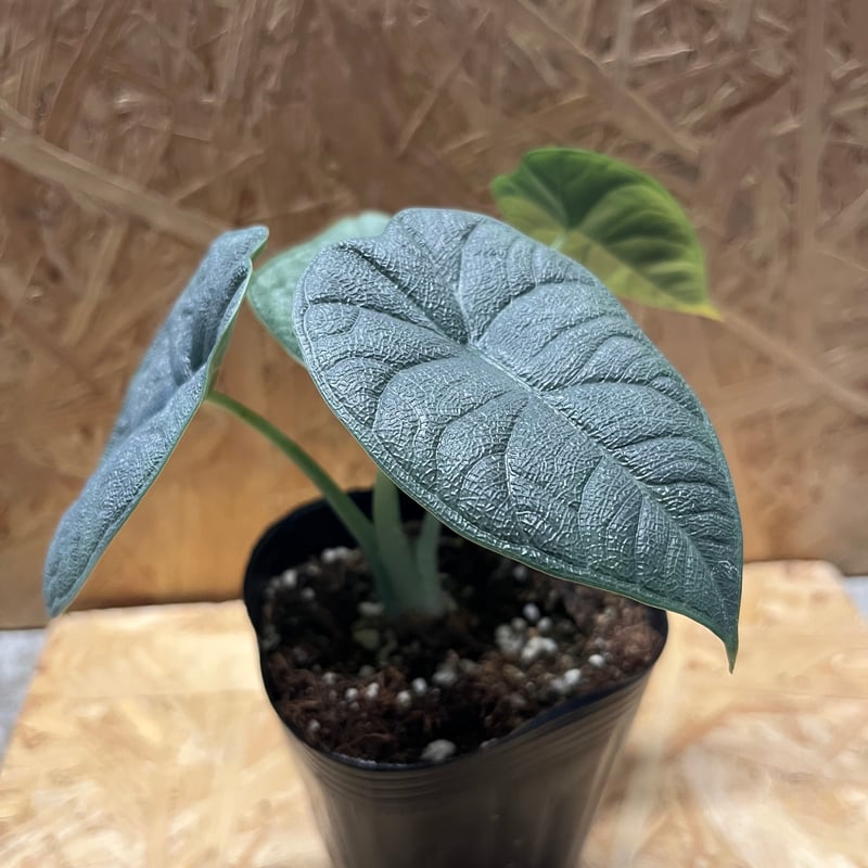 アロカシア メロ オーレア アロカシア メロ | GREEN LUCK