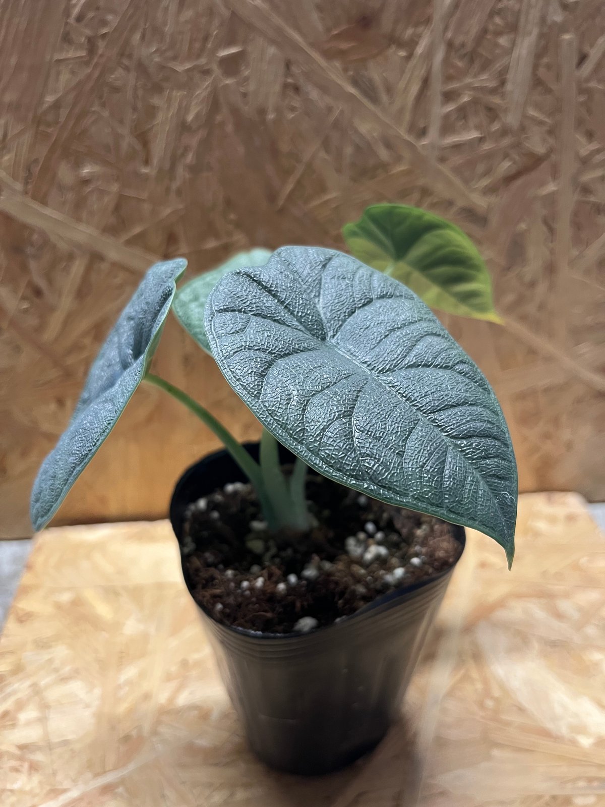 【レア】 アロカシア　メロ　斑入 アロカシア・メロ/ルゴサ 斑入り？ : r/RareHouseplants