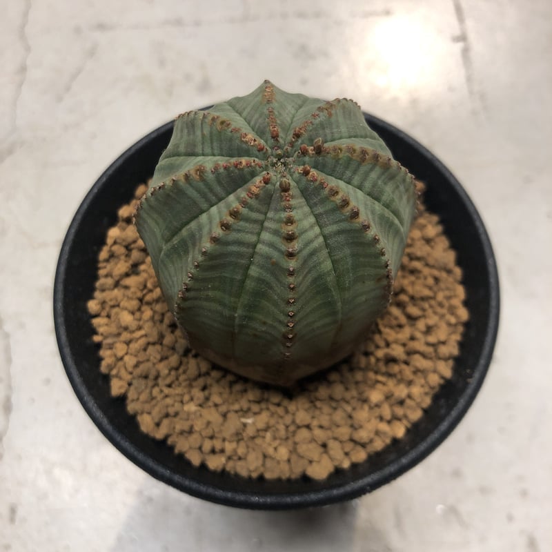 ユーフォルビア　オベサ fit=scale-down,w=1200