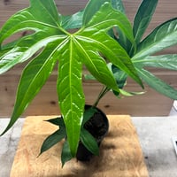 ビカクシダ ウィリンキー ナノ スポア | GREEN LUCK