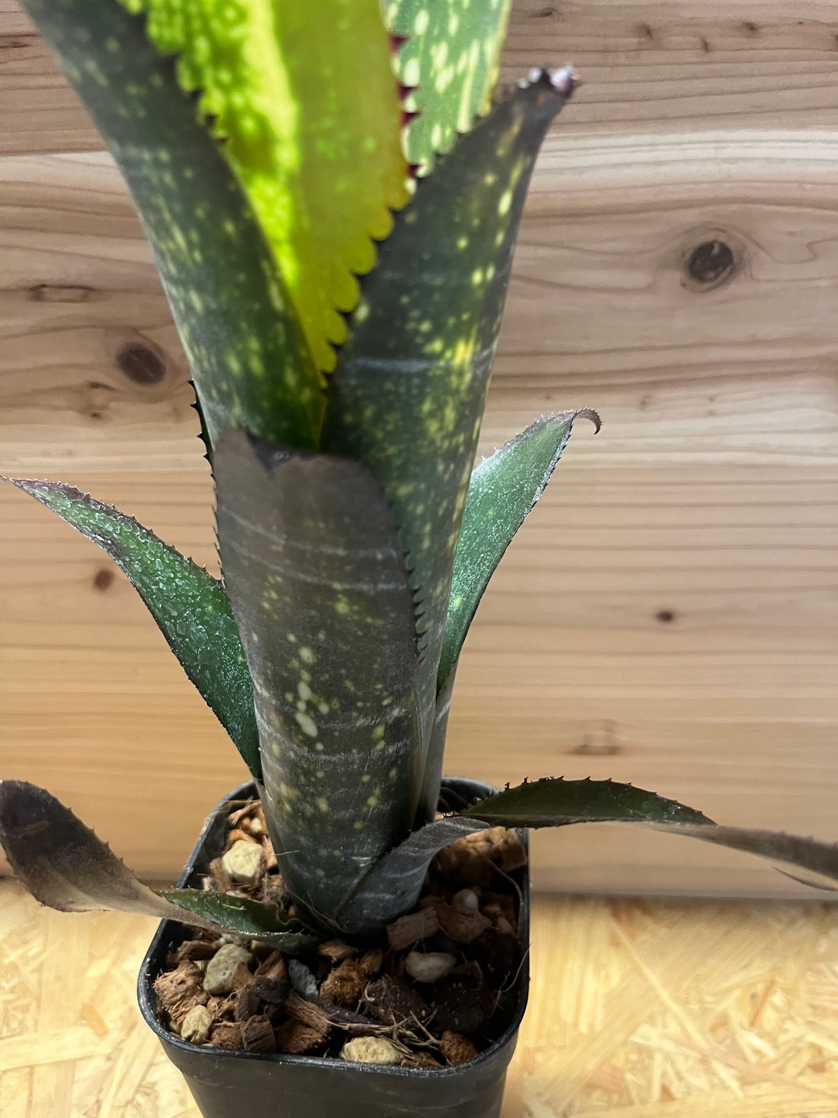 ビルベルギア メリーモナーク | GREEN LUCK