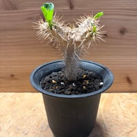 ユーフォルビア　ギラウミニアナ