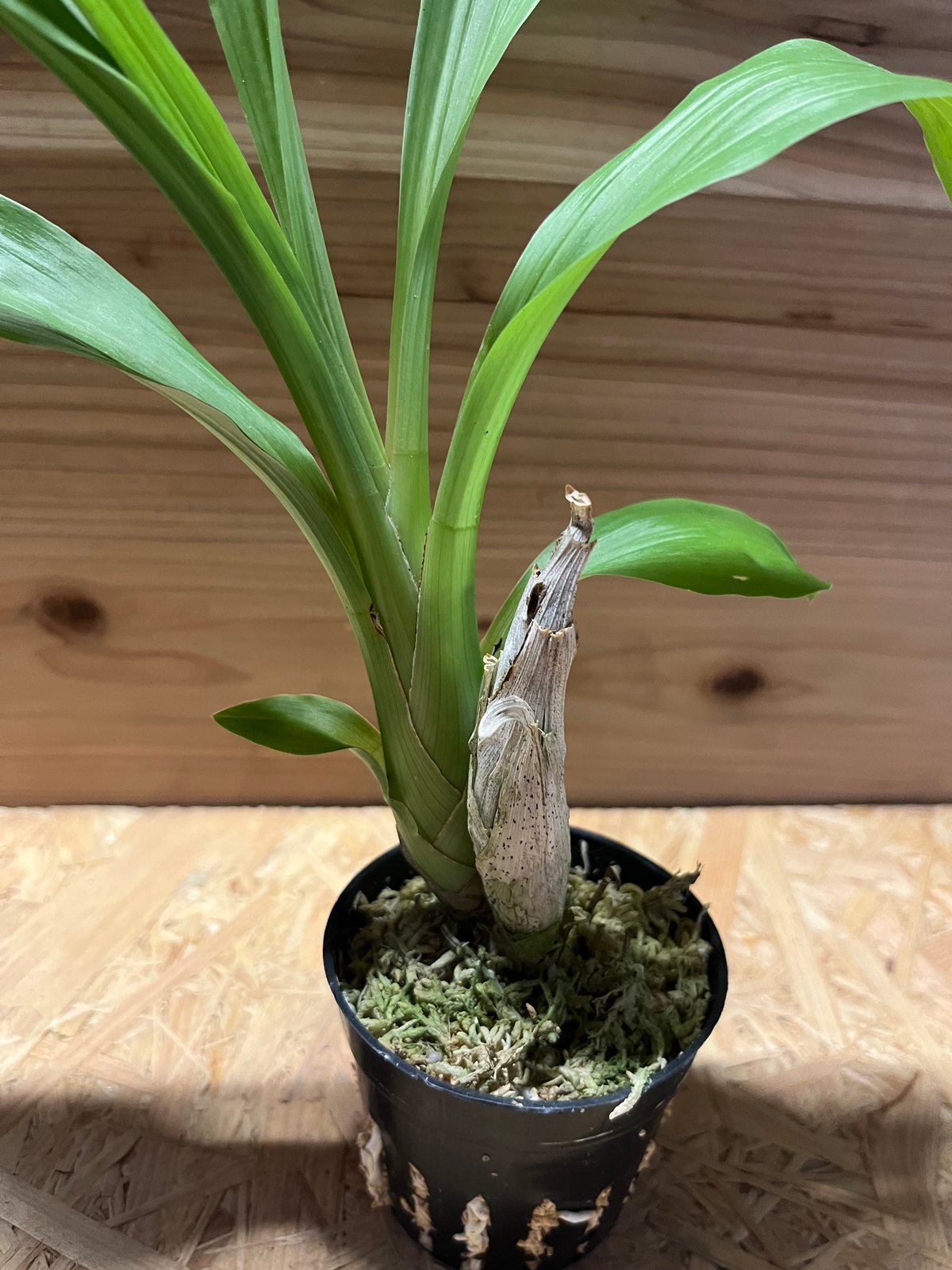 フレッドクラーケアラ アフターダーク SVO ブラックパール | GREEN LUCK