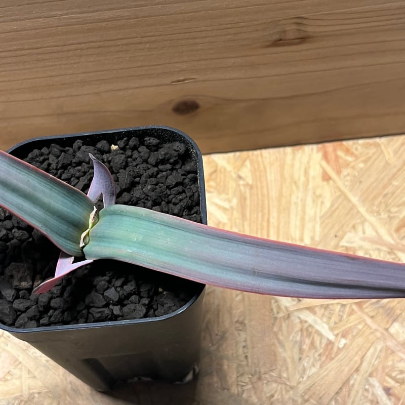 ウェルウィッチア ミラビリス 奇想天外 | GREEN LUCK