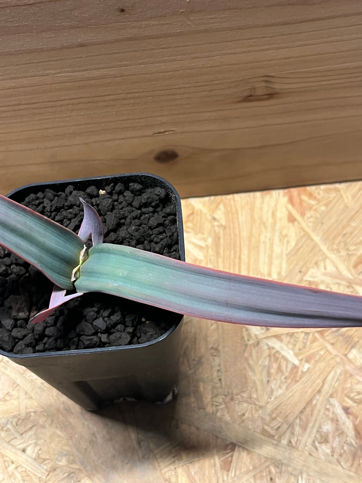 ウェルウィッチア ミラビリス 奇想天外 | GREEN LUCK