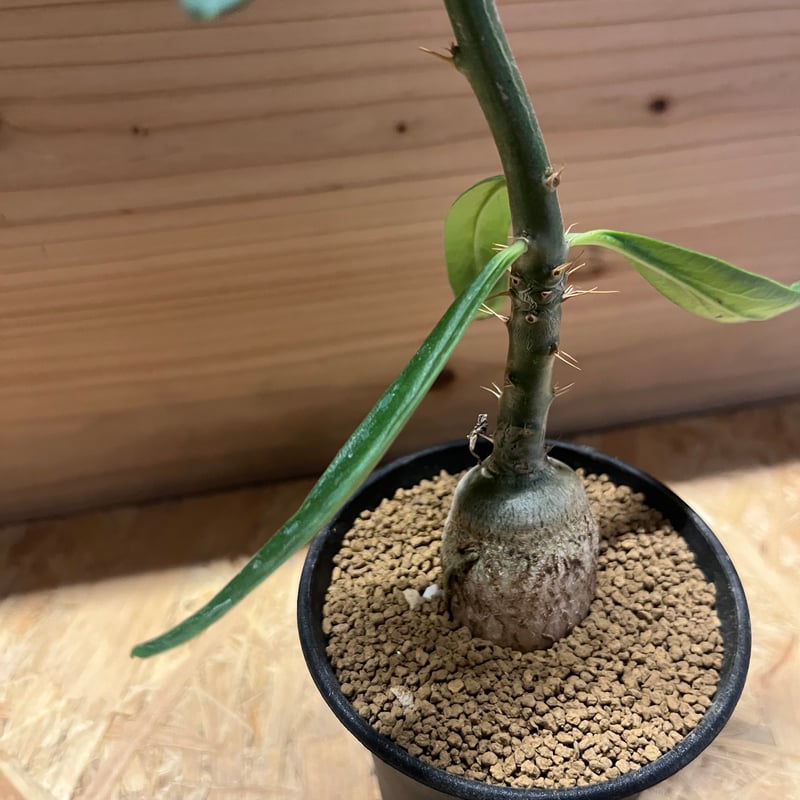 パキポディウム サキュレンタム | GREEN LUCK