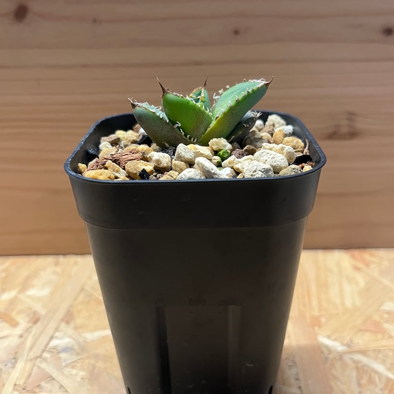 アガベ チタノタ 幻象 | GREEN LUCK