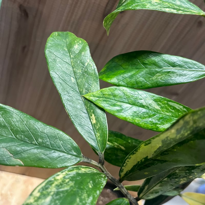 ザミオクルカス ザミフォーリア バリエガータ 斑入り | GREEN LUCK