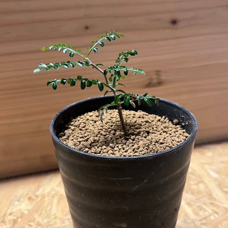 オペルクリカリア パキプス | GREEN LUCK