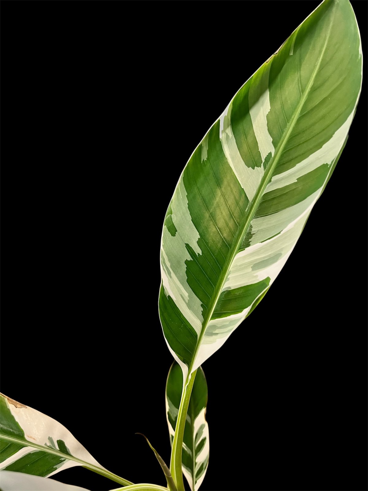 ムサ・アエアエ　Musa AeAe 斑入りバナナ　子株つき① ムサ アエアエ(Musa Aeae) 斑入りバナナ | 希少植物の販売