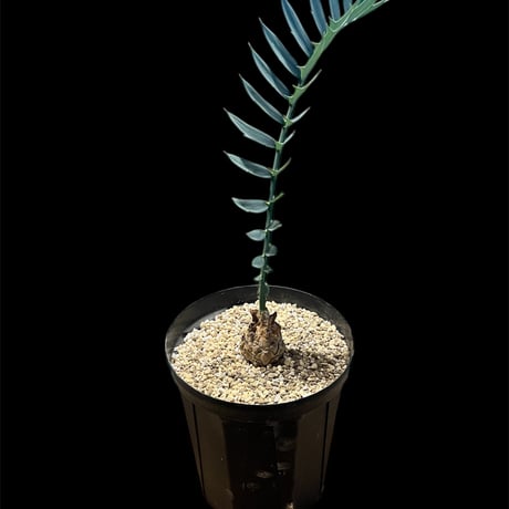 ホリダス　マニケンシス　種子セット ホリダス マニケンシス 種子セット 2025年最新】ホリダス 種子の