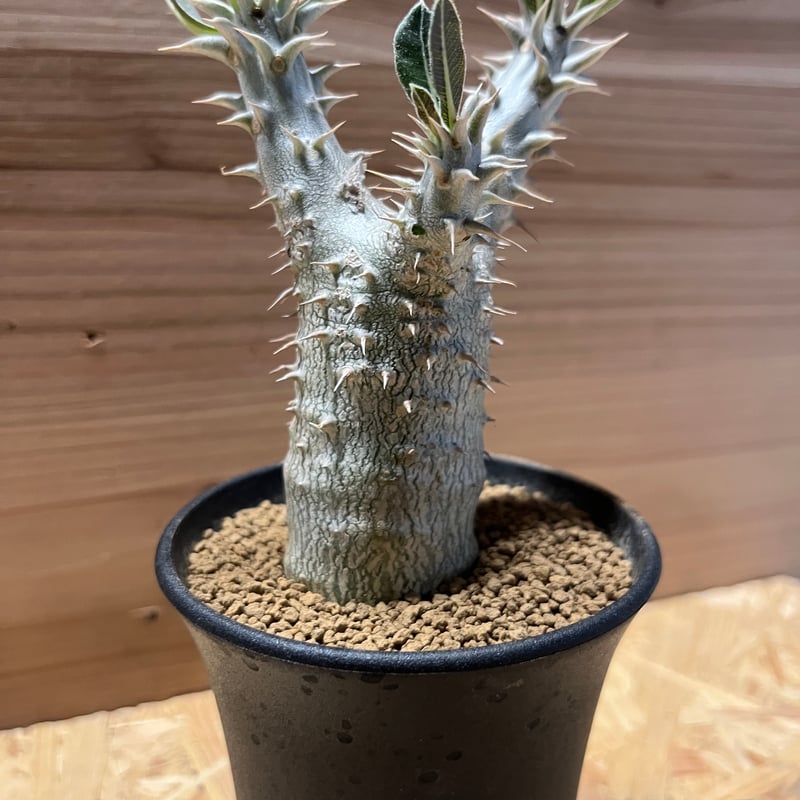 パキポディウム ホロンベンセ 美株 パキポディウム：ホロンベンセ (実生株) 2.5号鉢植え* の通販