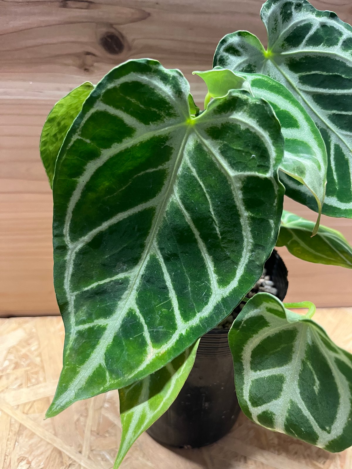 アンスリウム クリスタリナム | GREEN LUCK