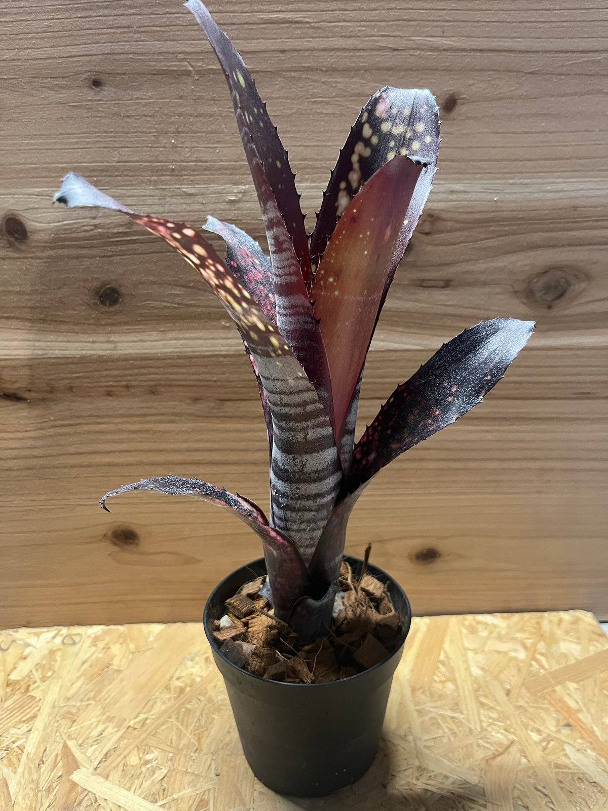 ビルベルギア ムーランルージュ 抜き苗 タンクブロメリア 観葉植物 fit=scale-down,w=1200