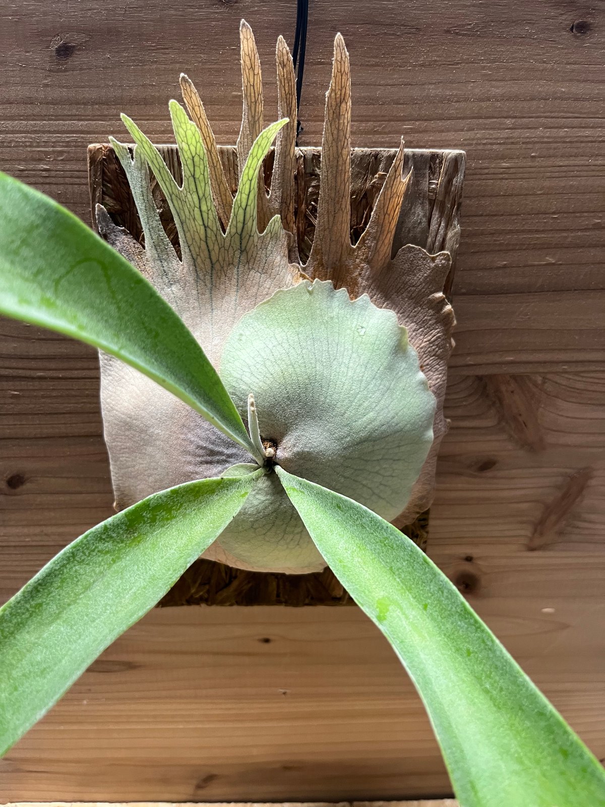 P.veitchii 'Lemoinei' ベイチーレモイネイビカクシダ