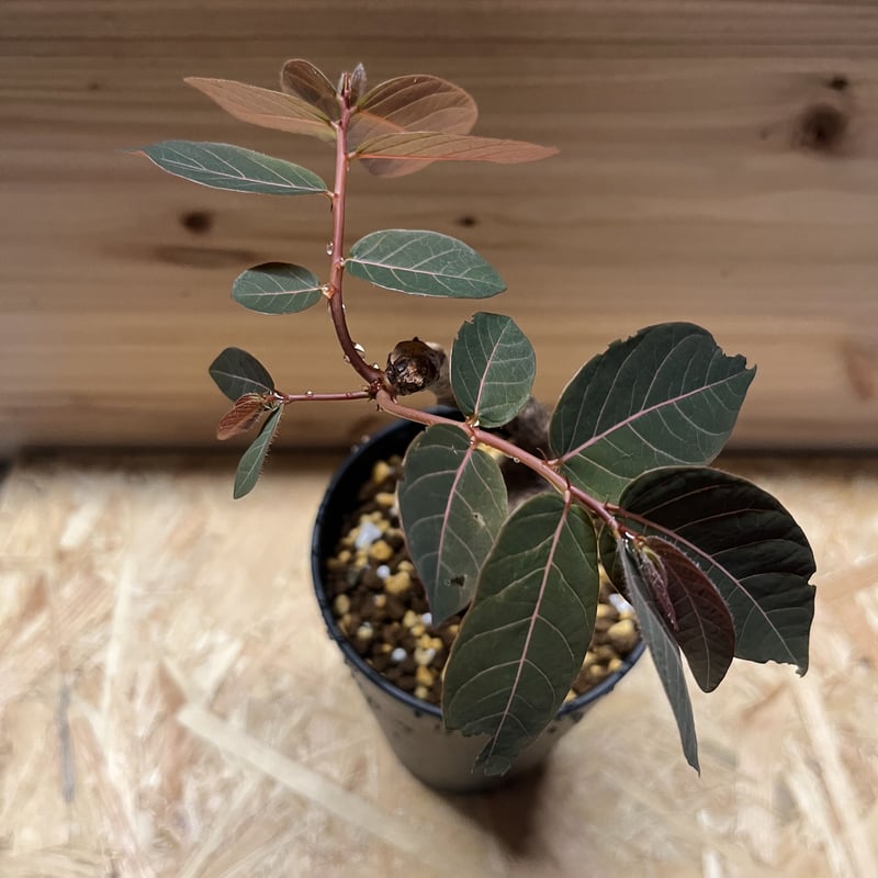 フィランサス ミラビリス | GREEN LUCK