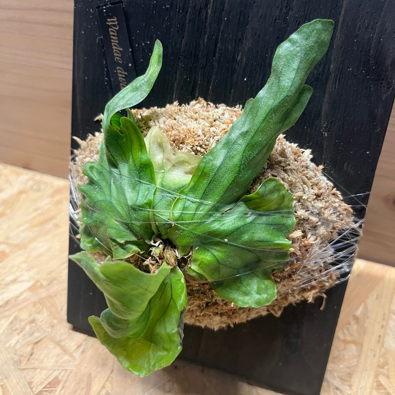 ビカクシダ ワンダエドワーフ | GREEN LUCK