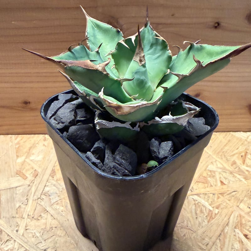 SALE‼️ アガベチタノタ白犀牛‼️14800-4900 アガベ チタノタ '白犀牛' | GREEN LUCK